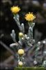 Flores del Paramo (24)